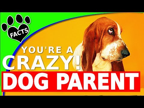 10 Signs You Might Be a Crazy Dog Parent - Dogs 101