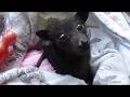 Cute Baby Bat Has The Hiccups