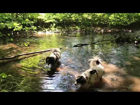 Im Eifgenbach bei Burscheid