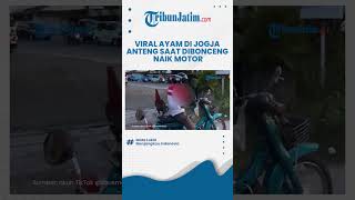 UNIK, Viral Video Ayam Anteng saat Dibonceng Naik Motor Keliling Jogja: Tampak Menikmati Pemandangan