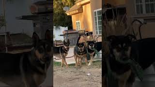Video preview image #1 Gerberian Shepsky Puppy For Sale in Corona, CA, USA