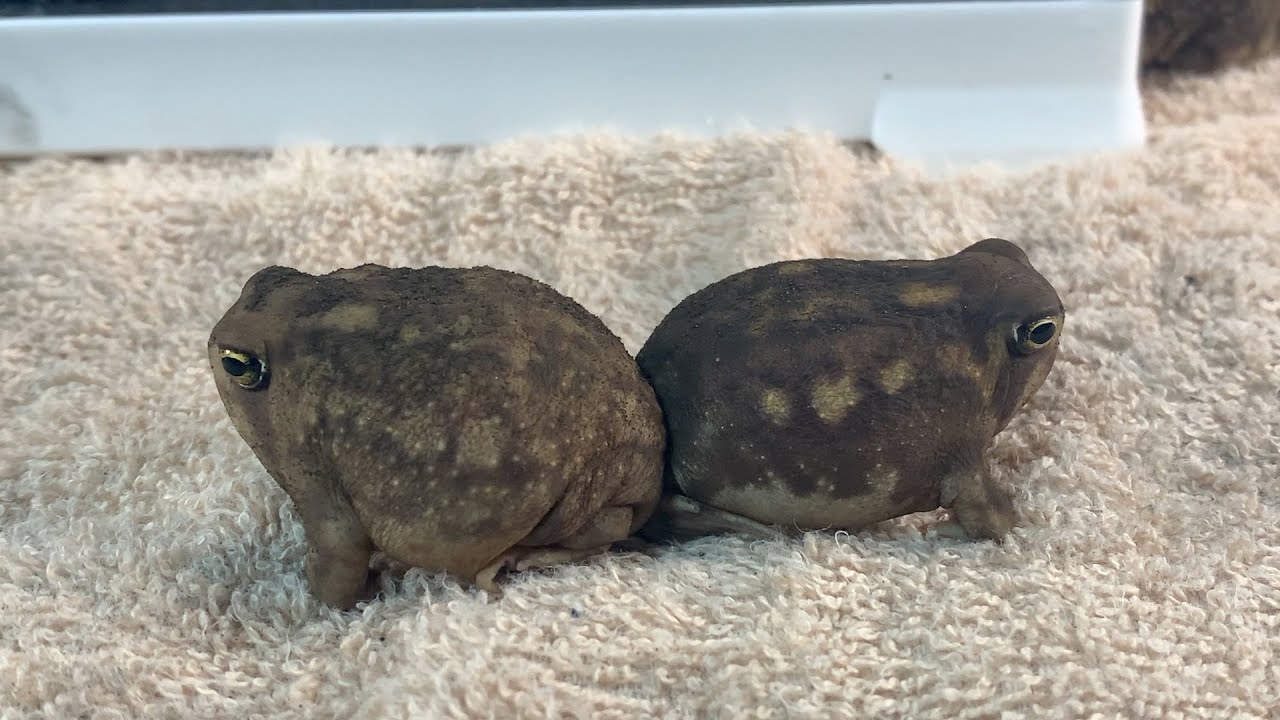 あくびをする丸いカエルがかわいい！cute Rain Frog! アメフクラガエル