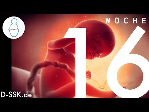 16. SSW / 16. Schwangerschaftswoche ✪ So entwickelt sich Dein Baby im Bauch