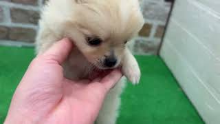 ハーフ犬の動画01