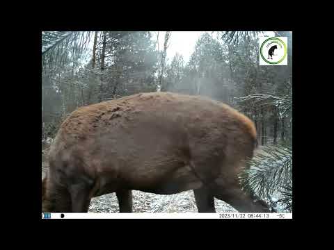 Potyczki jelenich braci