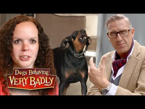 My Dog’s Separation Anxiety Is Controlling My Life