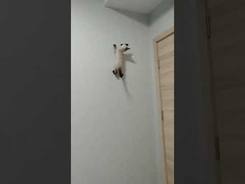 Cat has the ability to climb walls!