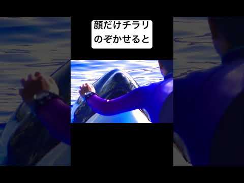 神戸須磨シーワールド　オルカパフォーマンス　シャチ
