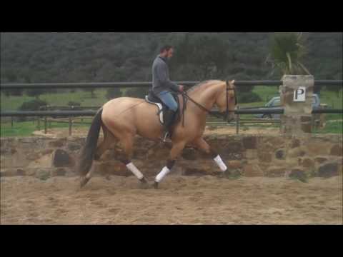JEREZANO - Buckskin PRE dressage stallion - For Sale - TBSH.com