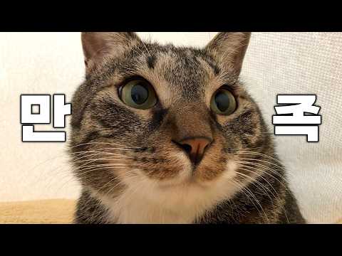 고양이에게 텐트를 사주면 생기는 일...