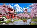 Nara Spring 4K 🌸 Stunning Sakura Landscapes, Calm Deer Paths & Ancient Temple Scenery
