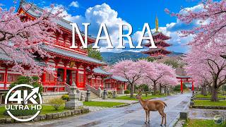 Nara Spring 4K 🌸 Stunning Sakura Landscapes, Calm Deer Paths & Ancient Temple Scenery