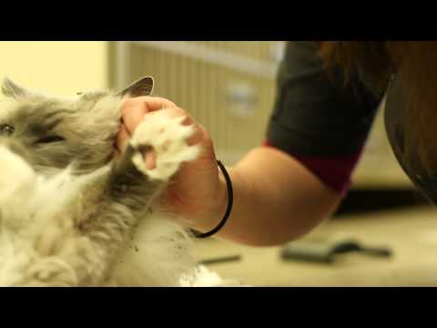 Why Do Cats Headbutt You? : Here Kitty, Kitty