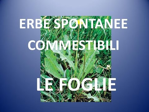 Pillole per la potenza nel prezzo Ucraina Più piccolo membro della Cesc