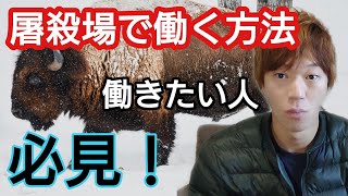 屠殺場(食肉処理場)で働く方法と仕事内容を大公開！