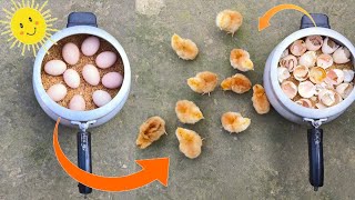 Hatch Eggs At home Without Any EGG INCUBATOR | Egg Hatching In Sunlight | Hatching without Incubator