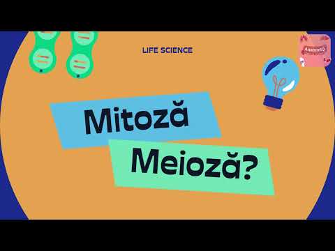 Diviziunea celulară🧬