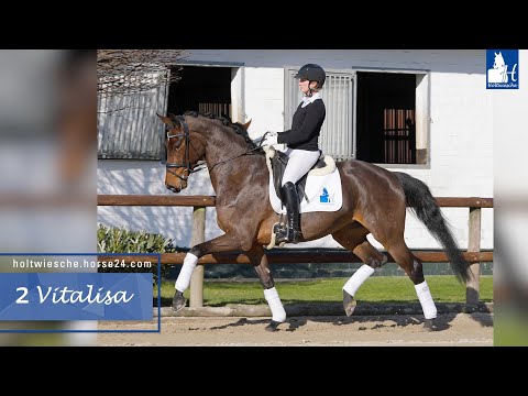 Trainingsvideo 1. Holtwiesche Online-Auktion Lot 2 Vitalisa Stute v. Vitalis - Hotline