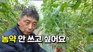 50년차 농부가 농약 안 쓰고 토마토 키우는 방법