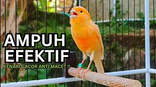 Download lagu Kenari Gacor Ngerol Sampai Tuntas – Cocok untuk Isian & Pancingan  Kenari PAUD AGAR BUNYi! mp3