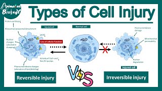 Reversible vs irreversible cell injury | Cell injury | Pathology | USMLE