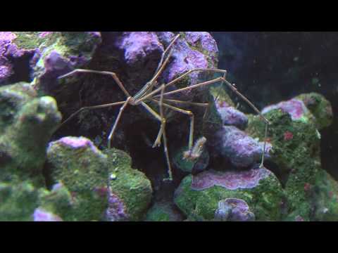 Bristle worm killer HD