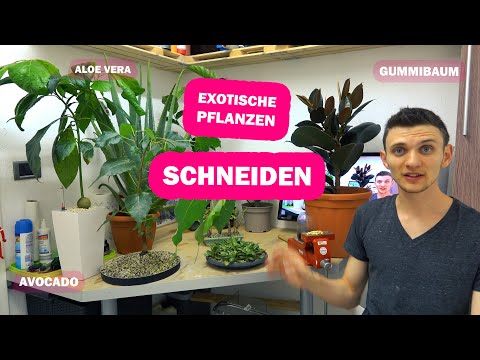 Exotische Pflanzen schneiden Avocado, Aloe Vera, Gummibaum, Buddahbaum, Feigenbaum
