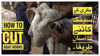 How to Cut Goat Horns Easily | Goat Dehorning Nagra Farm