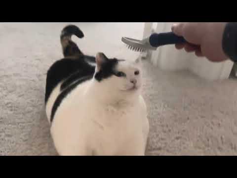 Jasmine is Fat and Happy