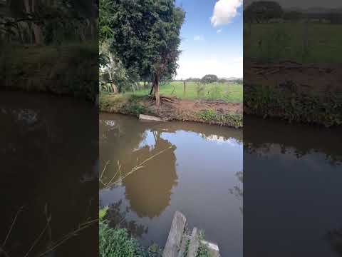 Chácara de 15.000 m2 com Casa, Pomar, Poço de peixe, Riacho e pastagem em Silvianópolis - MG.