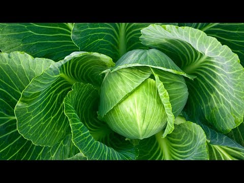 Os 10 Benefícios da Couve Para Saúde | Dicas de Saúde