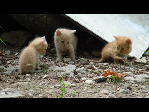 Две малки котета си играят, едното опознава природата и изпитва страх от малко паяче / Two kittens