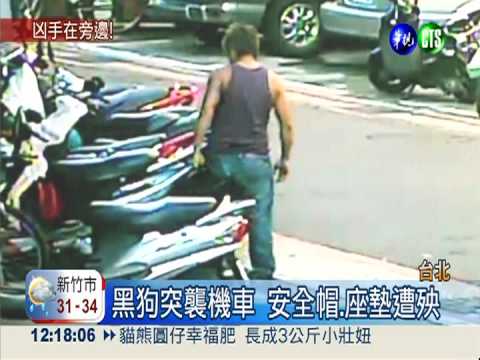 拿牠沒辦法! 調皮黑狗撕爛坐墊