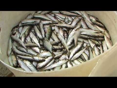 download lagu mp3 mp4 Vendance, download lagu Vendance gratis, unduh video klip Vendance