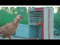 New Creative Bird Trap Idea Create Simple Quail Trap With Cardboard Box Easytrap Trapmaking Trap