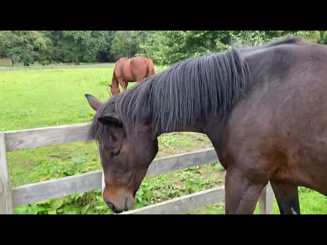 Vídeo relacionado con The Happy Horse: An Amateur's Guide To Being The Human Your Horse Deserves (English Edition)