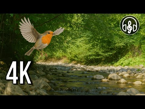 🌿 12 hodin tichých zvuků řeky a ranního zpěvu zpěvných ptákůJarní příroda ve 4K 🌿