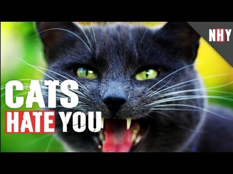 CATS HATE YOU!