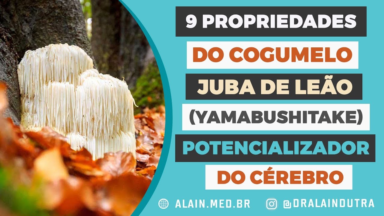 9 propriedades do Cogumelo Juba de Leão (Yamabushitake): Potencializador do Cérebro