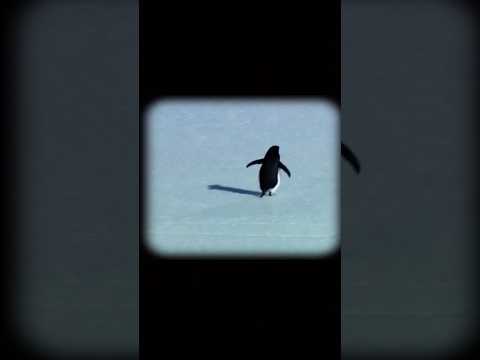 ما قصة هدا البطريق😨!!