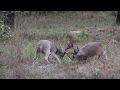 UNBELIEVABLE BUCK FIGHT