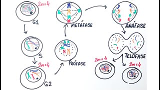 Mitose - Resumo Professor Gustavo Schmidt