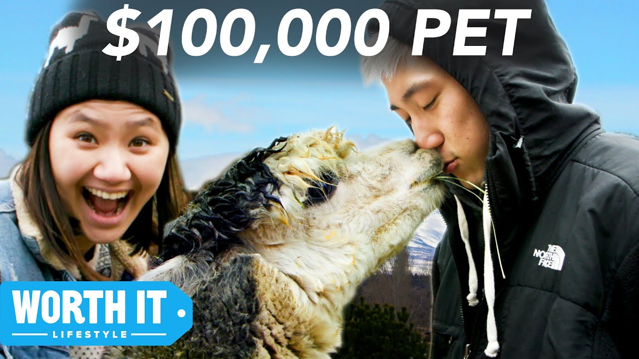 $17 Pet vs. $100,000 Pet