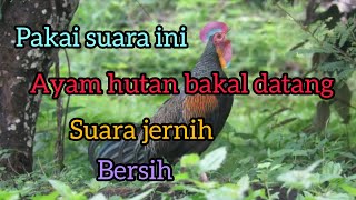 Download lagu KOKOK AYAM HUTAN HIJAU || SUARA PIKAT AYAM HUTAN HIJAU || PANCINGAN AYAM HUTAN HIJAU ~ @mastengnex mp3