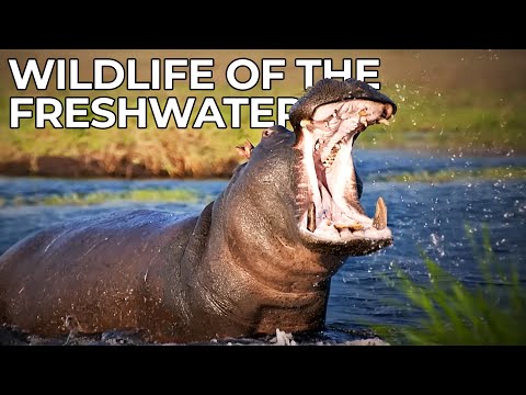 The Freshwaters