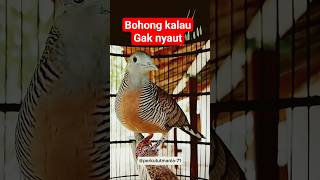 Download lagu pancingan perkutut lokal Gacor suara kristal mp3