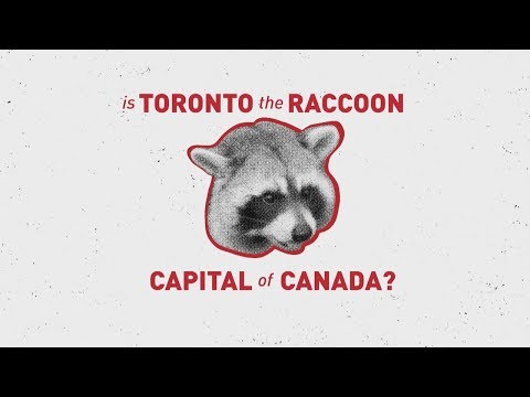 Is Toronto the raccoon capital of Canada?