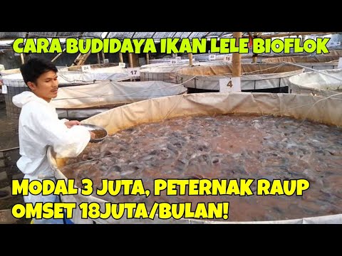 CARA BUDIDAYA IKAN LELE BIOFLOK MODAL 3 JUTA, PETERNAK RAUP OMSET 18JUTA/BULAN!