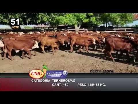 Lote 150 Terneros/as en Itatí, Corrientes