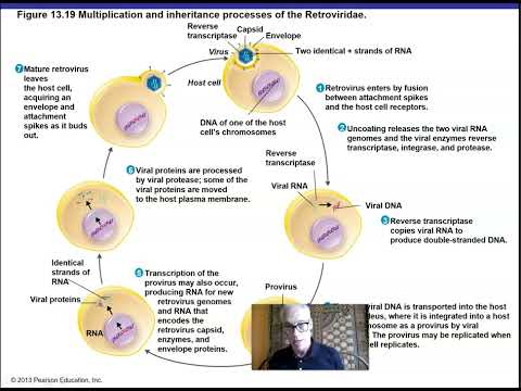 Ch 13 Part 2 Viruses and Prions